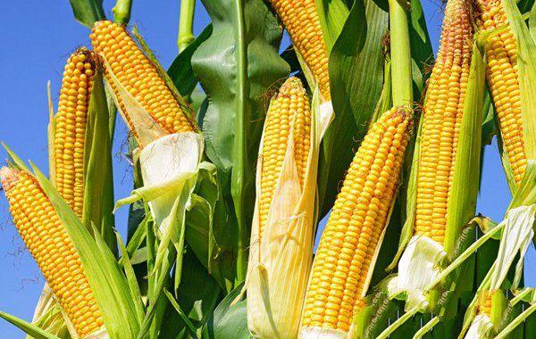 农业部指导东北玉米种植技术