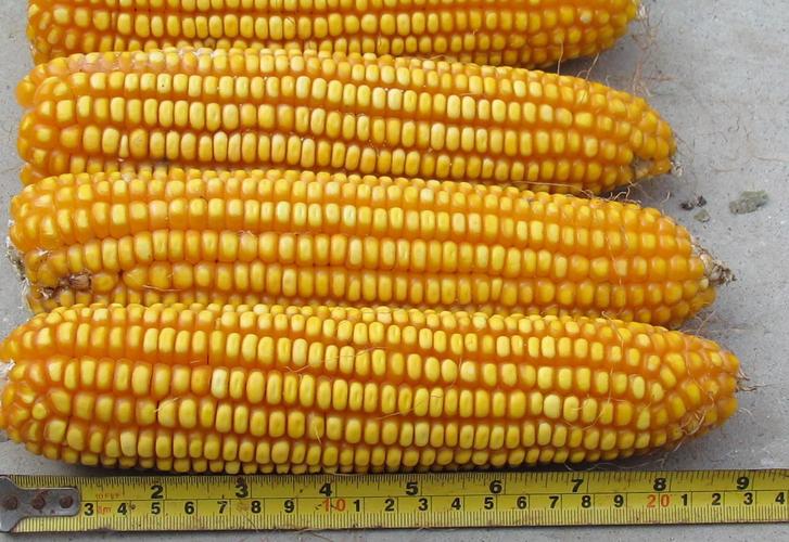 德州德农**产品 国审德利农988玉米种2