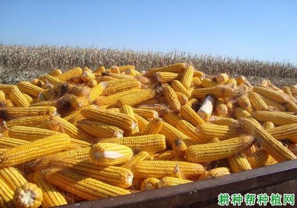 中农大369玉米品种好不好?—【耕种帮种植网】